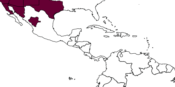 map of Chrysis arizonica     Bohart, 1962